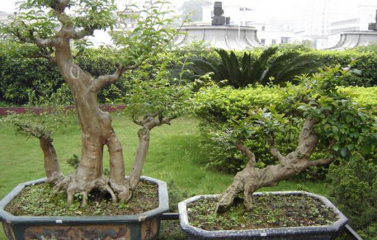 小叶黄杨盆景 小叶黄杨盆景