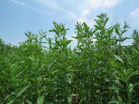 甜菊叶植株 甜菊叶植株