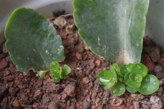 小宫灯长寿花怎么扦插？小宫灯长寿花的扦插方