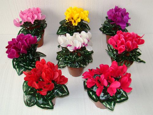 各种仙客来图片 各种仙客来图片