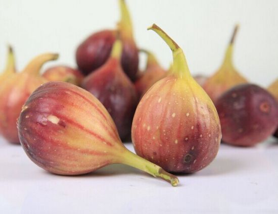 好吃的无花果 好吃的无花果