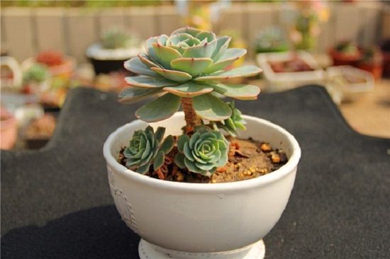 健康的玉蝶 健康的玉蝶