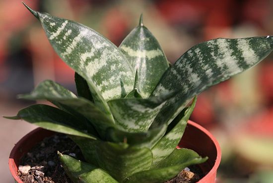 银脉虎尾兰 银脉虎尾兰