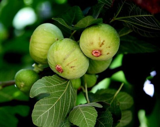 悬挂树上的无花果 悬挂树上的无花果