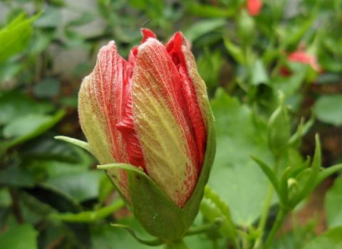 含苞待放的扶桑花 含苞待放的扶桑花