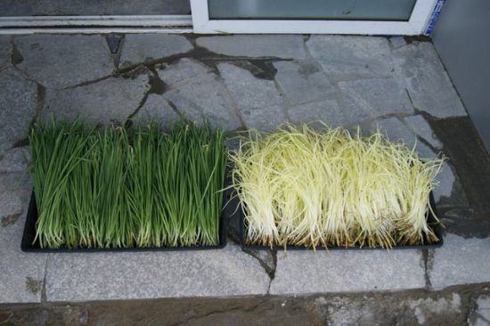 韭黄无土栽培 韭黄无土栽培