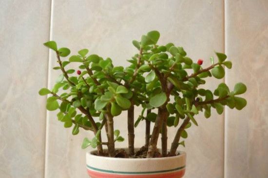 怎样栽培金枝玉叶盆景，从上盆到造型养护只需