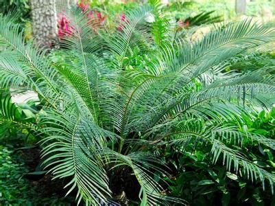 华南苏铁 华南苏铁