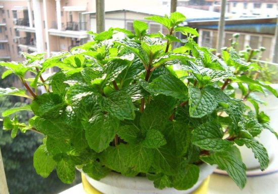 薄荷 薄荷