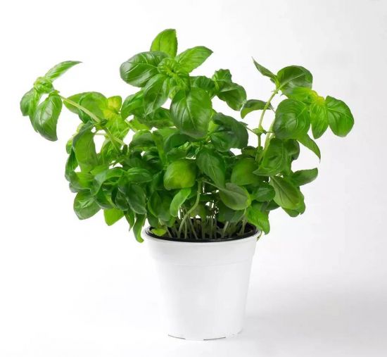 10种适合家养的“三好”植物 10种适合家养的“三好”植物