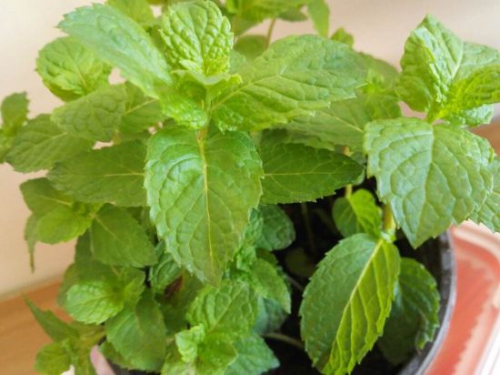 薄荷 薄荷