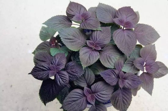 10种适合家养的“三好”植物 10种适合家养的“三好”植物