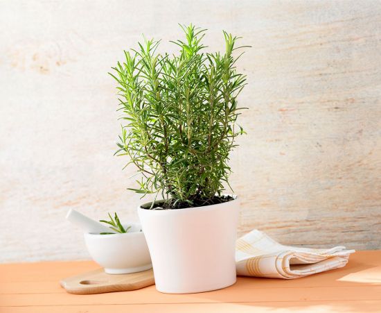 10种适合家养的“三好”植物 10种适合家养的“三好”植物