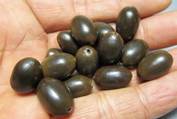 荷花种子的种植方法？从莲子到荷花只需5步