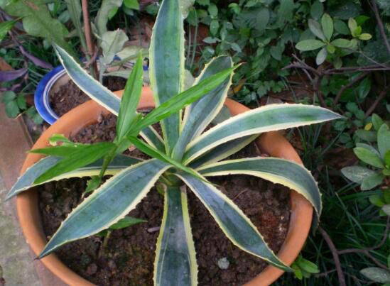 龙舌兰叶子发软下垂怎么办?四个妙招教你如何解