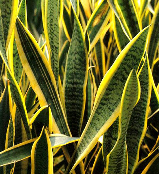 金边虎尾兰 金边虎尾兰