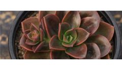 巧克力方砖侧芽要剪吗