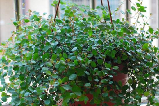 千叶吊兰的繁殖方法：扦插/分株/小植株/播种四