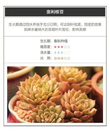26种超好养的多肉植物(内附种植方法) 26种超好养的多肉植物(内附种植方法)