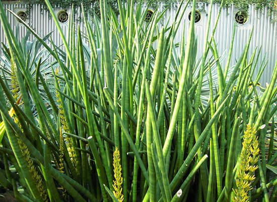 葱叶虎尾兰 葱叶虎尾兰