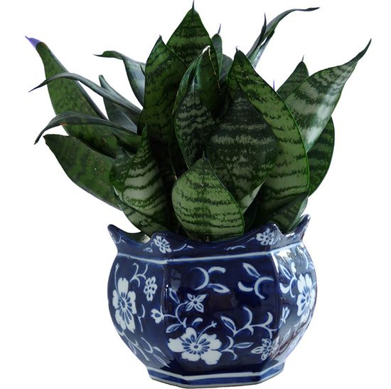 扇叶虎尾兰 扇叶虎尾兰