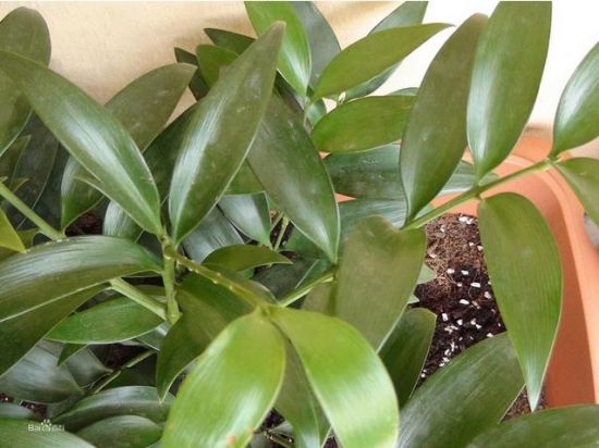 竹柏叶子 竹柏叶子