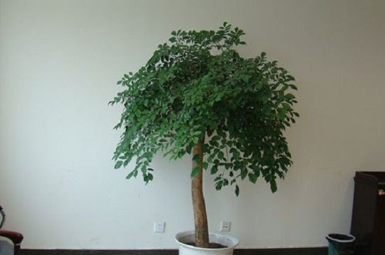 幸福树可以在室内养殖吗？幸福树的种植方法