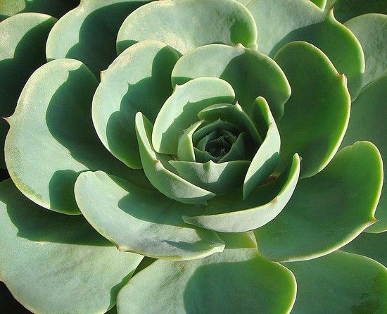 缺乏光照的玉蝶 缺乏光照的玉蝶