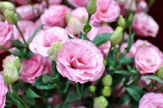 洋桔梗怎么浇水，保持盆土湿润依实际情况浇水