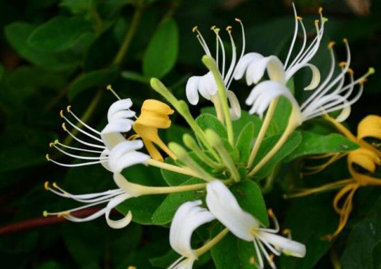 金银花的功效与禁忌 金银花的功效与禁忌