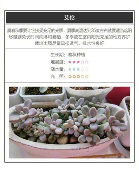 26种超好养的多肉植物 26种超好养的多肉植物