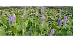 再力花的药用与功效