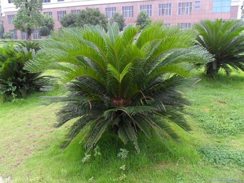 台湾铁树 台湾铁树