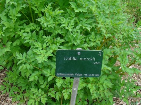 大丽花只长叶不开花的挽救方法