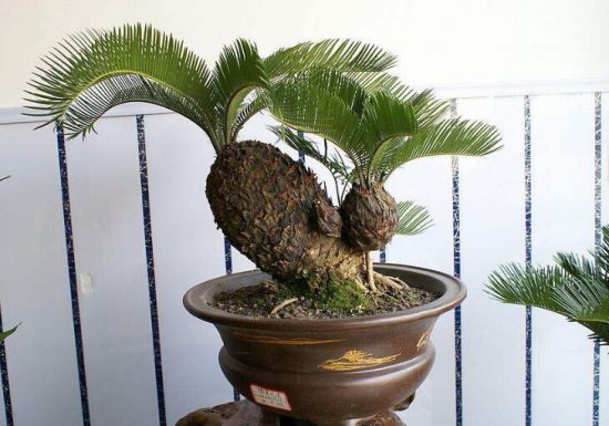 这些植物气温越高它们长得越浪 这些植物气温越高它们长得越浪