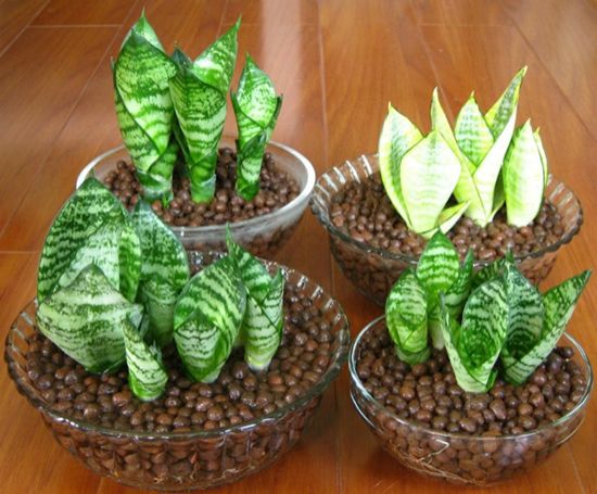 银边短叶虎尾兰 银边短叶虎尾兰