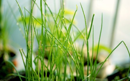 10种适合家养的“三好”植物 10种适合家养的“三好”植物