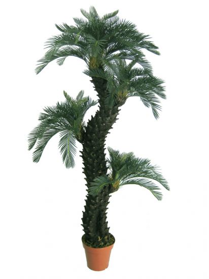 巴西铁树 巴西铁树