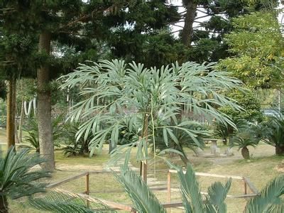 叉叶苏铁 叉叶苏铁