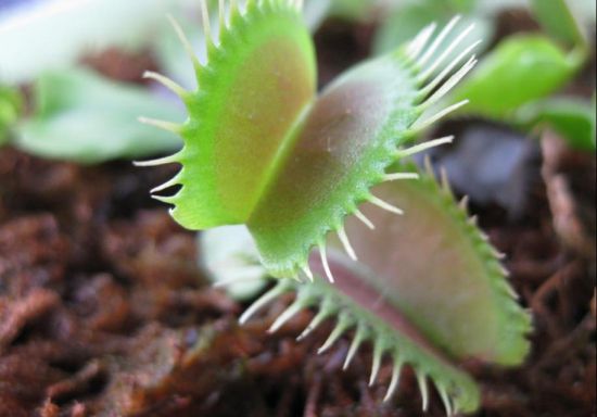 静态的捕蝇草图片 静态的捕蝇草图片