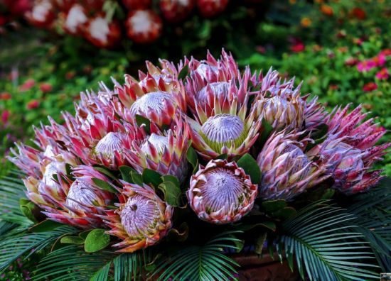 花中帝王:帝王花 花中帝王:帝王花