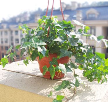 常春藤盆栽 常春藤盆栽