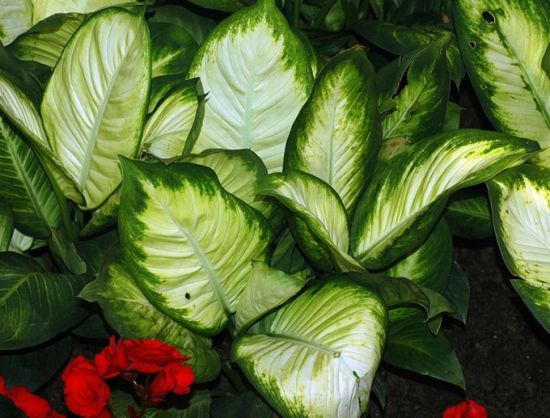 花叶万年青1图片 花叶万年青1图片