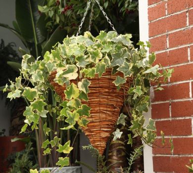 常春藤的养殖方法：施液肥不要沾污叶片