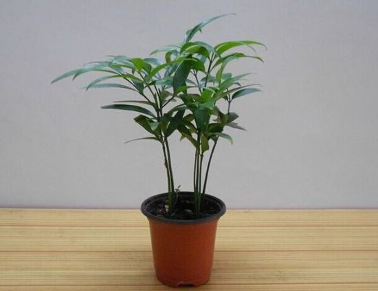 竹柏盆景 竹柏盆景