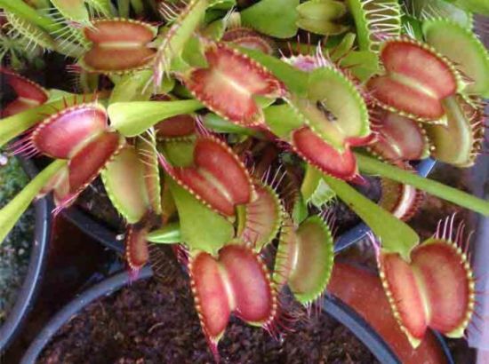 美艳的捕蝇草图片 美艳的捕蝇草图片
