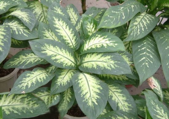 花叶万年青欣赏图片 花叶万年青欣赏图片