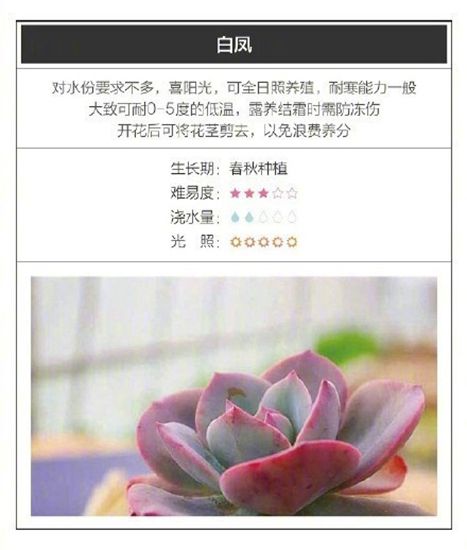 26种超好养的多肉植物(内附种植方法) 26种超好养的多肉植物(内附种植方法)