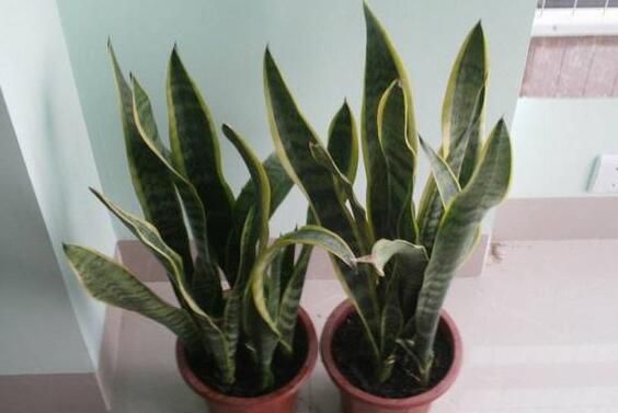虎皮兰怎么修剪好看？虎皮兰的修剪方法图片