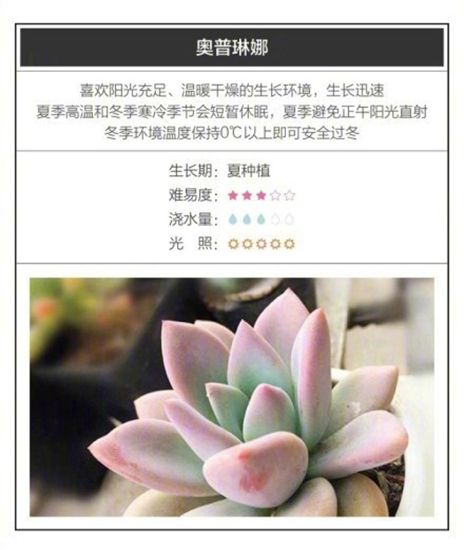 26种超好养的多肉植物(内附种植方法) 26种超好养的多肉植物(内附种植方法)